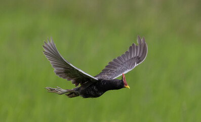 Watercock that is flying over rice fields in Thailand.