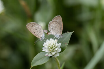  Lesser Grass Blue Perched on a grass flower, photographed at a close distance.