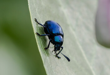 Blue milkweed beetle on Calotropis flower.