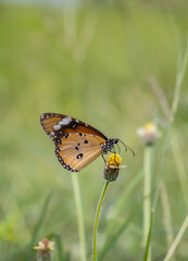 Plain tiger, African queen common love leaf caterpillar butterfly All butterflies in this subfamily are poisonous. It is thought to have been accumulated by eating leaves containing resin during the c