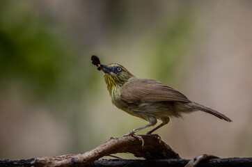 Pin-striped Tit Babbler on the branch tree animal portrait.