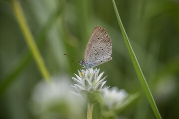  Lesser Grass Blue Perched on a grass flower, photographed at a close distance.
