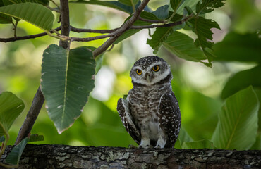 Spotted owlet (Athene brama) in garden animal portrait.