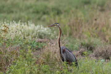 Purple heron It is a water bird in the family. It has a breeding habitat in Africa. Central and Southern Europe, South and East Asia.