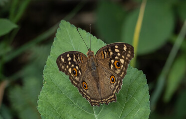 The Lemon Pansy on the green leaf in park.
