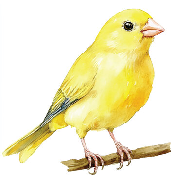 recommend clip art: cute Canary watercolor clipart illustration isolated