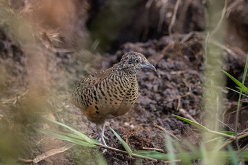 Barred Buttonquail that can be found in the fields of Thailand.