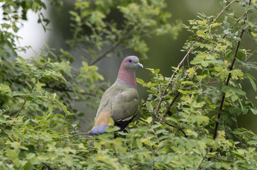 Pink-necked Pigeon It is a resident bird that can be found in Thailand.