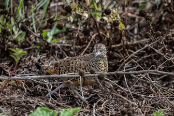 Barred Buttonquail that can be found in the fields of Thailand.