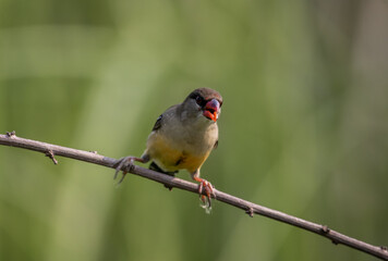 Red Avadavat perched on a branch in a field