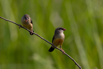 Red Avadavat perched on a branch in a field