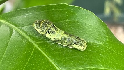 Obraz premium レモンの木にいるアゲハ蝶の幼虫、青虫