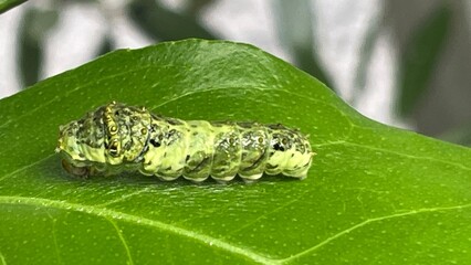 レモンの木にいるアゲハ蝶の幼虫、青虫