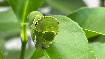 レモンの木にいるアゲハ蝶の幼虫、青虫