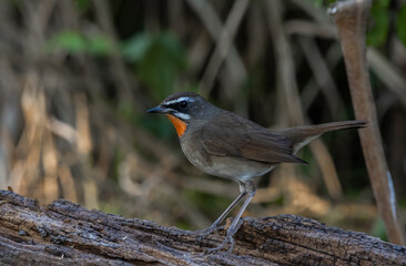 Siberian Rubythroat on the branch animal portrait.