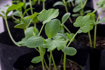 Seedlings Pumpkin in black nursery bag in the garden for background.