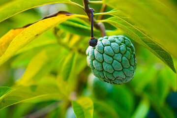 Sugar apples or sweetsops (Annona Squamosa). In Indonesia called Srikaya fruit, hanging from a branch with green leaves.