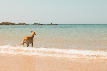 Whippet playing fetch whilst running through shallow sea water while carrying a toy ball at a sunny beach in Cornwall, UK