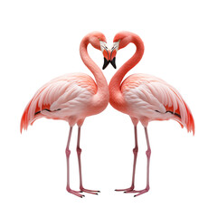 pink flamingo make a love transparent background