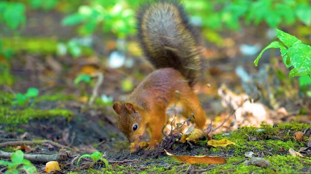Squirrel digs buries a hole to hide a delicious nut in forest