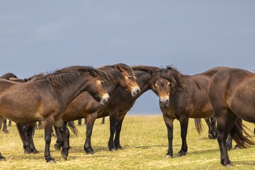 Mehrere braune Pferde stehen in einer Gruppe auf einer Wiese und scheinen miteinander zu...