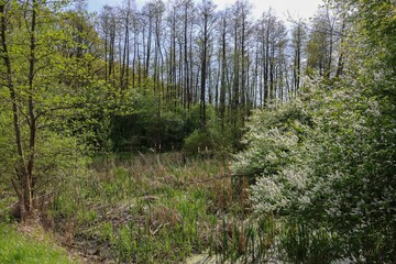 Springtime Forest Landscape with Tall Trees and Lush Green Foliage