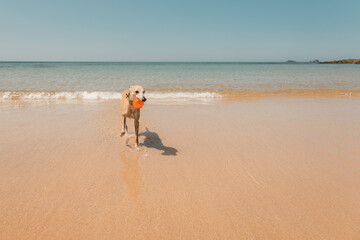 Whippet playing fetch whilst running through shallow sea water while carrying a toy ball at a sunny...