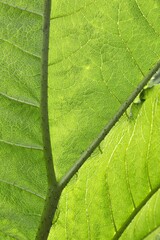 
_MG_3904-1
Detailreiche Makroaufnahme eines grünen Blattes mit gut sichtbaren Adern und Struktur, beleuchtet von natürlichem Licht
