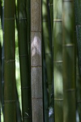 Nahaufnahme von grünen Bambusstängeln im Wald