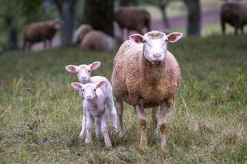 Schafmutter mit zwei Lämmern auf einer Weide