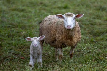 Schafmutter steht mit ihrem Lamm auf der Weide
