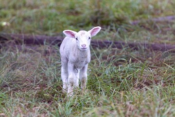 Junges Lamm steht alleine im hohen Gras