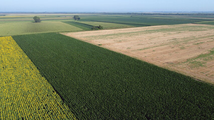 sunflower fields in bloom seen from the drone point of view in Vojvodina