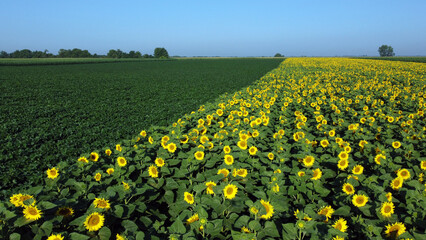 Obraz premium sunflower fields in bloom seen from the drone point of view in Vojvodina