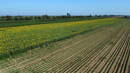 sunflower fields in bloom seen from the drone point of view in Vojvodina