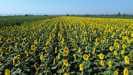 sunflower fields in bloom seen from the drone point of view in Vojvodina