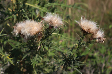 Faded pink creeping thistle flowerson late summer. Cirsium arvense plant in bloom 
