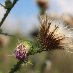 Faded pink creeping thistle flowers against blue sky on late summer. Cirsium arvense plant in bloom 