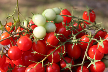  Green and red Datterino or Cherry tomatoes in a plastic bowl on summer 