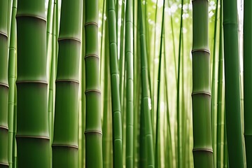Fototapeta premium Bamboo forest close-up background