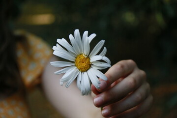daisy