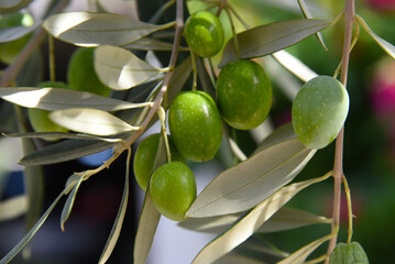 Olive branch, young green olives arranged in a row close-up on a blurred background of foliage....