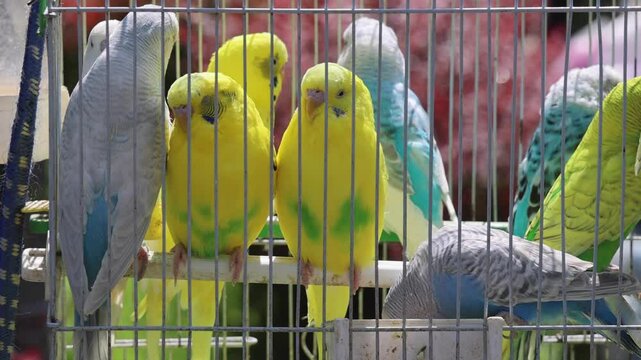 Colour Parrots Birds in Wire Cage Pet Shop