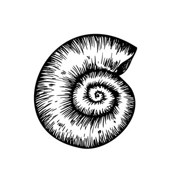 recommend clip art: Vector beautiful shell. Hand painted line seashell. Graphic clip art isolated on background. Underwater illustration. For designers, invitations, decoration