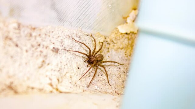 Black spider. Tegenaria, the house spider, animation.