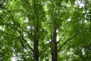 A maple grove in summer, Sainte-Apolline, Québec, Canada
