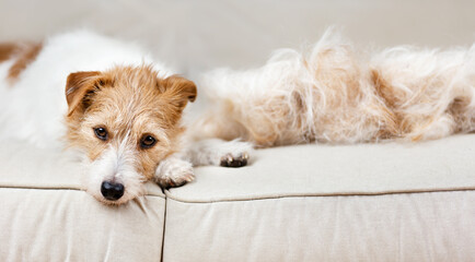 Face of a dog with her hair, cleaning per fur, web banner