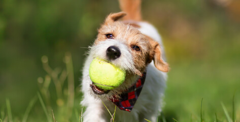 Face of a happy dog puppy as brings her toy ball in the grass