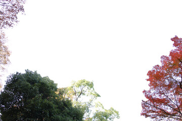 紅葉の木の切り抜き