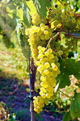 Naklejka premium grapes on vine